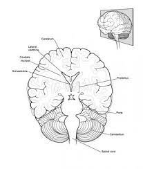 Maybe you would like to learn more about one of these? Brain Anatomy Overview Gross Anatomy Cerebrum Gross Anatomy Cortex