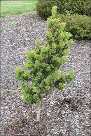 Image result for Phyllocladus