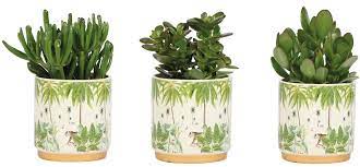 Welcome to simply succulents ® … specializing in beautiful, hardy & exotic succulents. Succulenten Kleine Echsengruns Sukkulenten Mischen Florastore