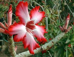 Image result for Adenium multiflorum