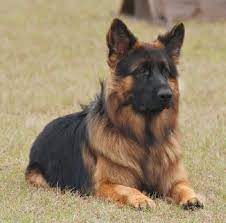 Texas black german shepherds, tx german shepherd for sale, san antonio tx. 600 Best German Shepherd Names Male Female Name Ideas Petpress German Shepherd Names German Shepherd Puppies Long Coat German Shepherd