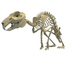Rabbit Skeleton | 3D Animals – 3D Horse
