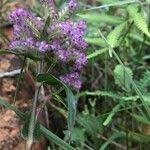 Image result for Floscopa glomerata
