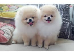 Kusursuz Kabarik Kurk Minik Pomeranian Boo Kopek Dunyasi