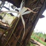 Image result for Aerangis stelligera