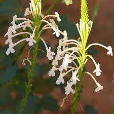 Image result for Chascanum