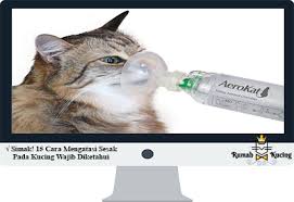 Check spelling or type a new query. Simak 15 Cara Mengatasi Sesak Pada Kucing Wajib Diketahui