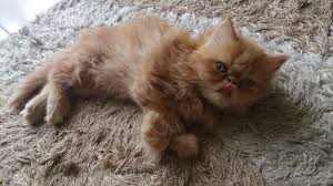 Kucing parsi untuk dijual blogspot | 2014. Sold Anak Kucing Parsi Untuk Dijual Bil 6 2014 Kucing Dennis Zill