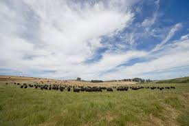 Check spelling or type a new query. I Bought Half A Cow Here S What Happened Next Marin Agricultural Land Trust