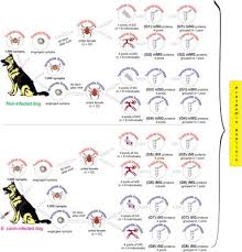 See the local sights and visit top attractions like plaza san martin and asia beach. Frontiers Comparative Proteomic Analysis Of Rhipicephalus Sanguineus Sensu Lato Acari Ixodidae Tropical And Temperate Lineages Uncovering Differences During Ehrlichia Canis Infection Cellular And Infection Microbiology