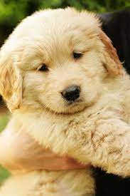Fluffy Puppy Cute Dogs Retriever Puppy Pets