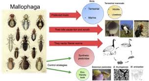 Image result for what do Mallophaga look like in dog fur