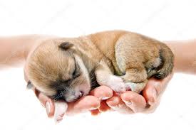 10 511 Newborn Puppy Stock Photos Newborn Puppy Images Depositphotos