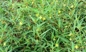 Image result for Ludwigia erecta