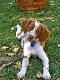 Here Are A Few Ways To Practice Social Distancing When Youre Out Walking Your Dog In 2020 Brittany Puppies Brittany Spaniel Dogs Brittany Dog