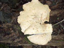 Image result for Dentinum repandum