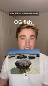 Exploring OG Fish Life: Oxygen and Stromatolite Relationships