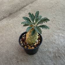 Image result for Dorstenia
