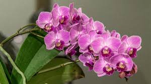 The first option is to purchase orchids it's easy to think of orchids growing in lush, subtropical rainforest like the amazon, clenching to the. How To Reproduce Phalaenopsis Orchids Using 3 Simple Techniques Krostrade