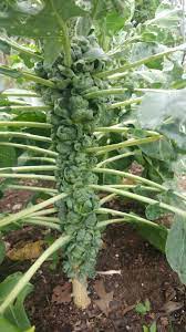 Time planting so that brussels do not grow in periods of extended warm weather much above 70°. My First Crack At Growing Brussel Sprouts And I M In Awe Of How Be They Grow Gardening