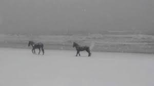 Corolla Wild Horses On The Beach In The Snow Outer Banks Wild Horses Corolla Nc Corolla Beach