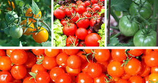 Maybe you would like to learn more about one of these? Mother Nature Tomato Plant Care
