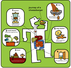 Digestive system for kids | human digestive system is a learning video for kids that will help them understand how the human. Exploring The Digestive System Create Webquest
