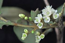 Image result for Euclea