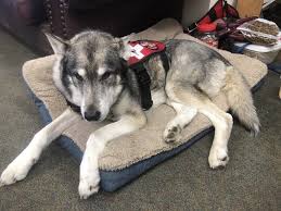 My husband, justin always wanted a border collie. Bandit A 6 Month Old Border Collie Is Taking The Lead On Avalanche Rescue At Loveland Ski Area Summitdaily Com
