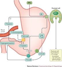 Ptp is an international standard specified in ieee1588 and revised in 2008 with version 2. Proton Pump Inhibitors Understanding The Complications And Risks Nature Reviews Gastroenterology Hepatology