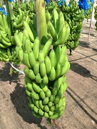 Image result for Synsepalum muelleri