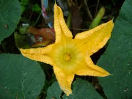 Image result for Cucurbitaceae