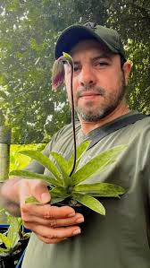 Laelia anceps 'Rosminah' JC/AOS x 'Walbrunn' AM/AOS (4N) Costa Rica 1170 m