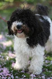 Elevages Bichon Havanais Quebec Chiot A Vendre Lebernard