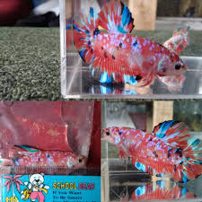 Pembayaran mudah, pengiriman cepat & bisa cicil 0%. Giant Orange Galaxy B O 5 3cm Original Cupang Hias Gkb Gresik Facebook