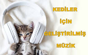 hava degisimleri kedilerin modunu etkileyebilir mi emek eksi kedici kedi kultur dergisi