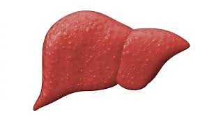 Check spelling or type a new query. The Liver Structure Function And Disease