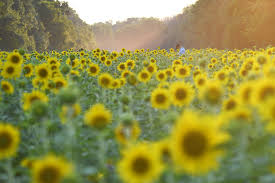 If you live in the northland, this is the perfect activity! Bonus Their Proceeds Help To Support Local Charities And Wildlife Preservation Sunflower Field Near Me Sunflower Fields Sunflower Facts