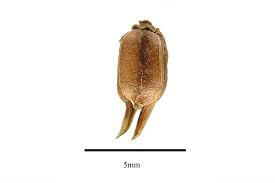 Image result for Penaeaceae