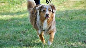 Stendal: Neue Hundewiese, Skulpturen für Museum & Polizeimeldungen