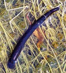 What kind of fish eat leeches in ponds? Leeches Revisited Field Station