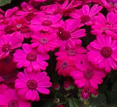 Image result for Cineraria mazoensis