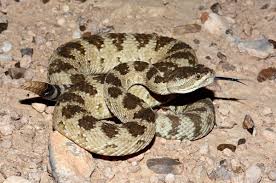 Rattlesnakes are starting to emerge from their dens | News |  cachevalleydaily.com
