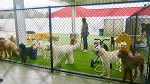 Small dogs can be bathed in a kitchen sink. Dog Grooming Archives Baton Rouge Family Fun