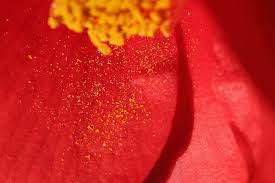 Check spelling or type a new query. How Pollen Works Howstuffworks