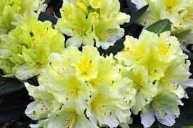 Green Rhododendron Google Search Yellow Flowers Beautiful Flowers Garden