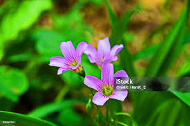 Image result for Oxalis debilis