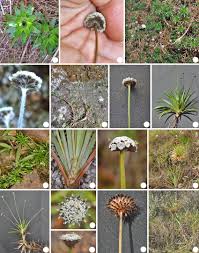 Image result for Eriocaulaceae