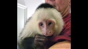The babies are bottle fed by us and are totally tame. Pet Monkey Baby Takes A Bath By Monkeylillianlouise