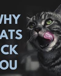 Does your cat have a voracious appetite? Why Do Pet Cats Attack Their Owners Pethelpful By Fellow Animal Lovers And Experts